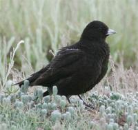 Black Lark