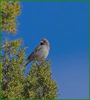 Black-chinned sparrow on the road to Paradise