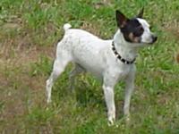 Rat Terrier (American Rat Terrier)