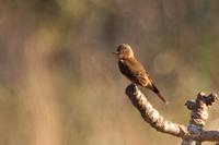 Cliff  flycatcher