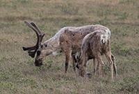 Caribou Pair