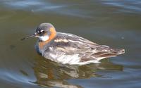 RN Phalarope