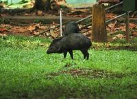 Peccary  