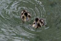 Black Bellied Whistling Ducklings