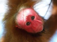 Red Uakari