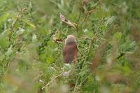 Pale-headed Mannikin