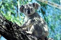 Koala (Phascolarctos cinereus) photo