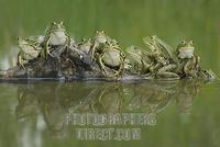 A group of edible frogs ( Rana esculenta ) with reflection in a pool stock photo
