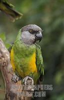 Senegal parrot , Poicephalus senegalus , Parc National de Niokolo Koba , Senegal stock photo