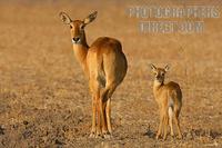 puku doe and calf stock photo