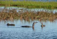 Red-throated diver Gavia    stellata