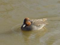 EUROPEAN TEAL