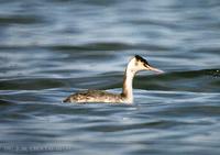 뿔논병아리 Great Crested Grebe Podiceps cristatus