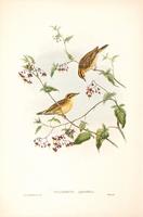 Richter after Gould Aquatic Warbler (Calamodyta aquatica)