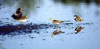 Pectoral Sandpiper, Sharp-tailed Sandpiper & Red-kneed Dotterel