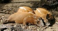 RED RIVER HOG