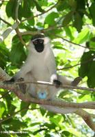 Male vervet monkey (Cercopithecus aethiops)