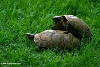 Tortoises mating