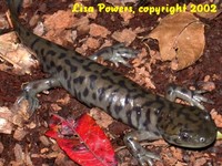 : Ambystoma tigrinum tigrinum; Eastern Tiger Salamander