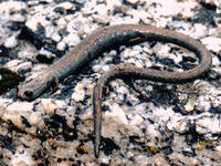 : Batrachoseps gregarius; Gregarious Slender Salamander