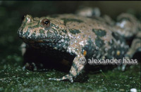 : Bombina bombina; Fire-Bellied Toad