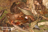 : Bufo haematiticus