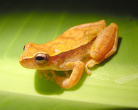 : Dendropsophus microcephalus