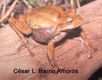 : Gastrotheca nicefori