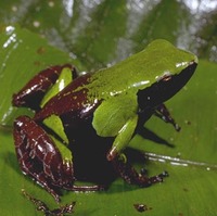 : Mantella nigricans