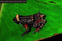 : Platypelis milloti