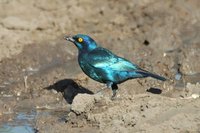 : Lamprotornis nitens; Cape Glossy Starling