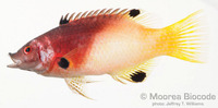 : Bodianus axillaris
