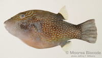 : Canthigaster amboinensis