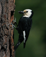 : Picoides albolarvatus; White-headed Woodpecker