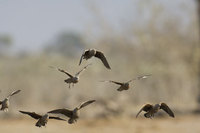 : Pterocles burchelli; Burchell's Sandgrouse