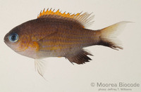 : Chromis vanderbilti