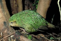 : Strigops habroptilus; Kakapo