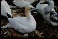 : Sula bassana; Northern Gannet