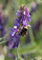 : Bombus vandykei; Bumble Bee