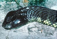 : Notechis ater serventyi; Chappell Island Tiger Snake