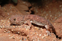 : Ptenopus garrulus; Barking Gecko