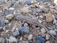 : Sceloporus graciosus gracilis; Western Sagebrush Lizard