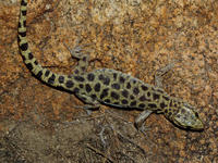 : Xantusia henshawi; Granite Night Lizard