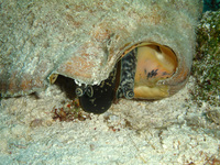 : Strombus gigas; Queen Conch