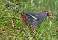 Chestnut-capped Laughingthrush by Adrian O'Neill