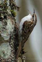 trekryper / treecreeper (Certhia familiaris)