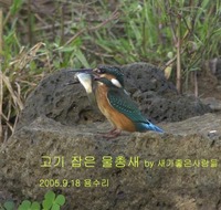 고기 문 물총새 Common Kingfisher with...