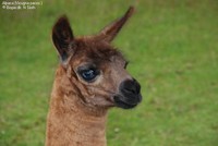 Alpaca (Vicugna pacos ) Foto/billede af