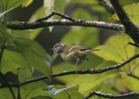 キゴシムシクイ Ashy-throated Warbler Phylloscopus maculipennis