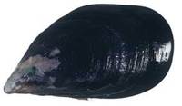 Blue Mussel - Mytilus galloprovincialis
